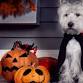 Monster Bash: Halloween Costume Party event image