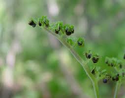 194269 (for references in articles please use ncbi:txid194269) current name Laportea Canadensis Canada Wood Nettle Go Botany