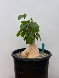 Image result for Pyrenacantha kirkii