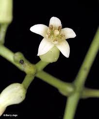 Image result for Strychnos lucens