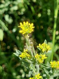 Image result for Sisymbrium burchellii