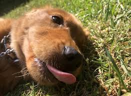 Maybe you would like to learn more about one of these? Animal Hospital In Huntington Beach Ca Beach Boulevard Br Pet Hospital