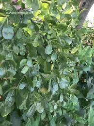 Image result for Terminalia neotaliala