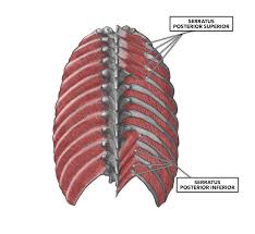 These muscles help to elevate the ribs in inspiration. Crossfit Thoracic Muscles Part 1