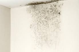 You need to remove the mold from your hartford house before it permanently damages your home's structure and causes health issues by releasing spores. Black Mold Removal In Newtown Southbury Nearby Ct