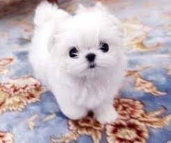 How much does a maltese teacup cost? Micro Maltese Puppies For Sale Tiny Teacup Maltese Puppies