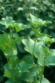 Image result for Malva verticillata