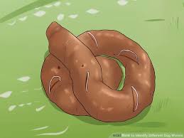 How To Identify Different Dog Worms With Pictures Wikihow