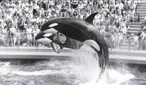 Check spelling or type a new query. The Cetacean Issue From 1953 To The Present Pressreader