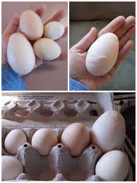 Apr 09, 2020 · rhode island red; My 2 Year Old Rhode Island Red Is Laying Massive Eggs Side By Side On Bottom Hers From Right To Left Then The Cornish Then My Leghorn And My Bantam Why Are