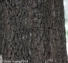 Image result for Berchemia discolor