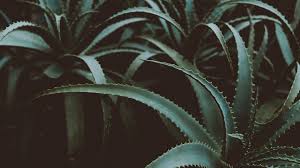 88 11 the art of picture. Hd Plants Wallpaper Desktop 3840x2160 Download Hd Wallpaper Wallpapertip