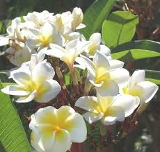 Plumeria Apocynaceae Coltivazione E Cura Delle Piante Di Plumeria Fiori Esotici Fiori Frangipani Bellissimi Fiori