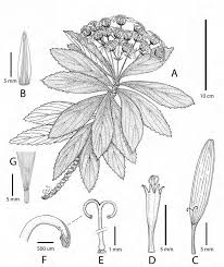 Image result for Senecio serratuloides