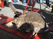 Flemish Giant Rabbit Wikipedia