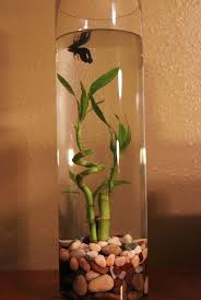 Betta Need 2 5 Gallons A Place To Hide Temperatures Of 72 80 Degrees Fahrenheit And A Filter This Indoor Water Garden Fish Plants Container Water Gardens