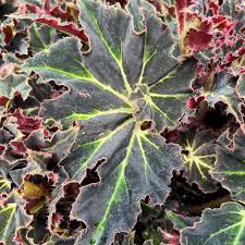 Image result for Begonia