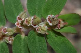 Image result for Euphorbia thymifolia
