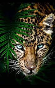 Here you can find the best hd animals wallpapers uploaded by our community. Pin By Fernando Mendoza On Animals Jaguar Animal Wild Animal Wallpaper Animals Wild