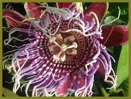 Possum Purple Passion Flower Fruit Vine Live Plant Passiflora Edulis Starter Size 4 Inch Pot Emeralds Tm Purple Passion Flower Flowering Vines Passion Flower