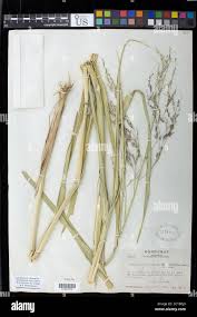 Image result for Panicum coloratum
