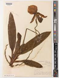 Image result for Rhaptopetalum roseum