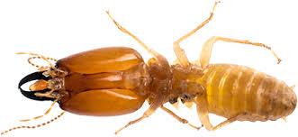 Home & real estate inspections. Affordable Pest Control Services In St Charles Mo