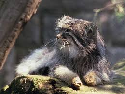 Manul Otocolobus Manul Ehemals Im Zoo Halle Zoologischer Garten Garten
