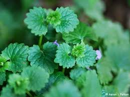 Check spelling or type a new query. Creeping Charlie In The Garden Indiana Yard And Garden Purdue Consumer Horticulturepurdue University Indiana Yard And Garden Purdue Consumer Horticulture