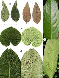 Image result for Pycnospora