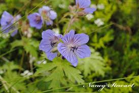 Pin On Flowers