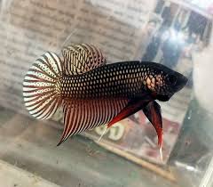Aquabid Com Item Fwbettas1424228494 Copper Smaragdina Male 01 Ends Tue Feb 17 2015 09 01 34 Pm Cdt Betta Fish Types Betta Betta Fish