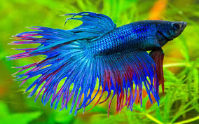 Siam betta fish can also source fish from other reliable breeders in thailand. Betta Splendens Blue Exotic Fish 01 Wallpapers13 Com