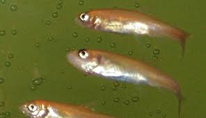 The minnows are about 1.5 years old. Everything To Know About Rosy Red Minnows Fish Care Guide