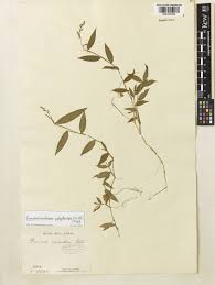 Image result for Pseudechinolaena polystachya