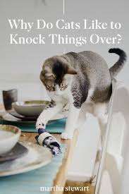 Why Do Cats Like To Knock Things Over In 2020 Dog Pet Beds Cats Cat Behavior