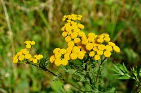 Fiori gialli primaverili spontanei : Fiori Gialli Primaverili Spontanei Fiori Bellissimi Che Si Possono Trovare In Montagna D Estate Eppen Extra Green Bergamo I Fiori Primaverili Sono Ideali Per Rendere Piu Bella E Allegra La