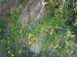 Image result for Polycarpaea prostratum