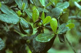 Image result for Clusiaceae