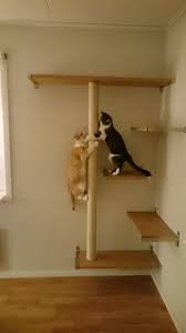 Getting Your Cat Neutered Or Spayed Kedi Agaclari Evcil Hayvan Yataklari Evcil Hayvan Urunleri