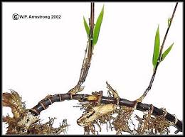 Bamboo In 2020 Bamboo Species Phyllostachys Bamboo