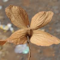 Image result for Carpodiptera africana