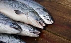 Because dogs have a different metabolism than people, feeding human foods to dogs can be very dangerous for their health and may even be fatal in this article reviews seven food items that have been proven toxic to dogs — so if you have a dog, it's important to keep these foods out of their reach. 5 Best Salmon Dog Food Brands 2021 Reviews Ratings