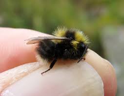 Image result for Bombus jonellus
