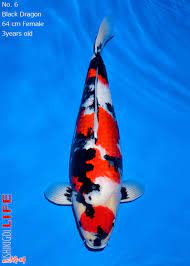 Keep track of what movies you have seen. Koi Black Dragon Novocom Top