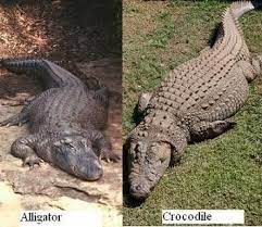 Alligator Vs Crocodile Crocodile Alligator Crocodiles
