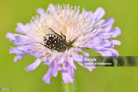 Image result for Tropinota hirta