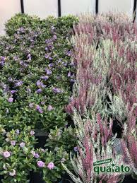 L'irrigazione deve essere abbondante in estate e non. Piante Acidofile Da Giardino Che Puoi Coltivare All Ombra