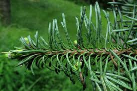 Image result for Shasta red fir