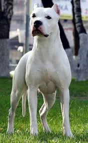 500 Dogo Ideas Dog Argentino Dogs Dog Breeds